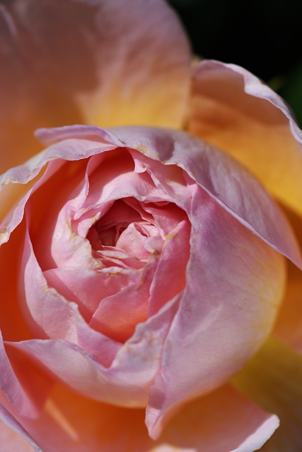 Pink Rose and Orange Glow by Joy Watson